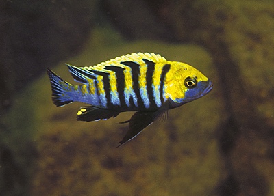 Cynotilapia zebroides 'Cobwe'